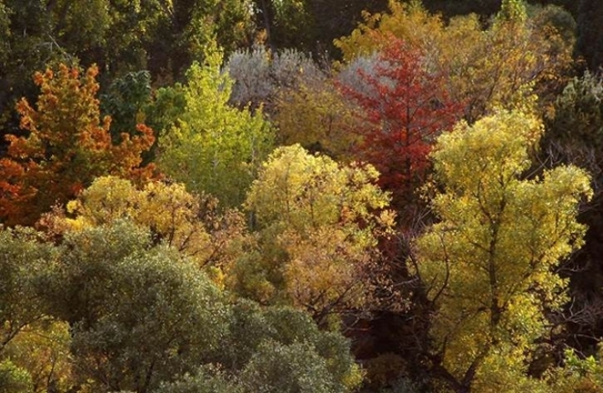 Arboretum fall color